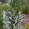 Erica Australis F. Albiflora Polar Express | 3 Litre Pot
