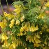 Coronilla Emerus | 3L Pot