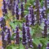 Agastache Rugosa Little Adder | 2L Pot