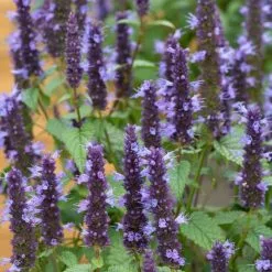 Agastache Rugosa Little Adder | 2L Pot