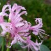 Nerine Bowdenii Ostara | 2 Lt Pot (3 Per Pot) -Perennial Plants Sales Store PL30005807 a1e9