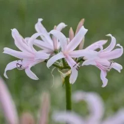 Amarine Tubergenii Emanuelle (PBR) Belladiva Series | 2 Litre Pot