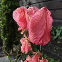 Alchornea Davidii | 3 Litre Pot