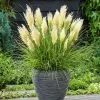 Cortaderia Selloana Tiny Pampa ('Day1') (PBR) | 2L Pot