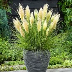 Cortaderia Selloana Tiny Pampa ('Day1') (PBR) | 2L Pot