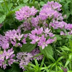 Allium Senescens Subsp. Glaucum | 2L Pot