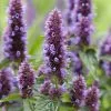 Agastache Beelicious Purple ('Agapd') (PBR) | 2L Pot -Perennial Plants Sales Store PL30005877 c818