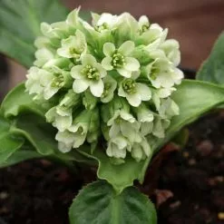 Bergenia Ice Queen | 2 Litre Pot