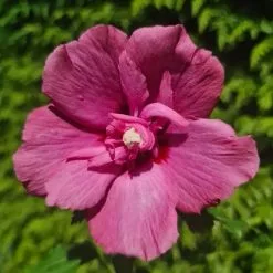 Hibiscus Syriacus Flower Tower Ruby ('Gandini Van Aart Ruby') (PBR) | 2L Pot