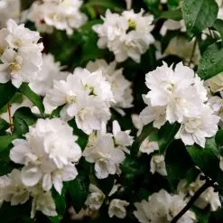 Philadelphus Minnesota Snowflake | 7.5L Pot