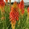 Kniphofia Papaya Popsicle (Popsicle Series) | 2L Pot -Perennial Plants Sales Store PL30005944 9543