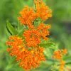Asclepias Tuberosa | 2L Pot