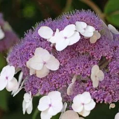 Hydrangea Aspera Macrophylla | 12L Pot