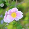 Anemone × Hybrida Loreley | 2L Pot -Perennial Plants Sales Store PL30005953 096f