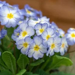 Primula Porcelain Blue | 2L Pot