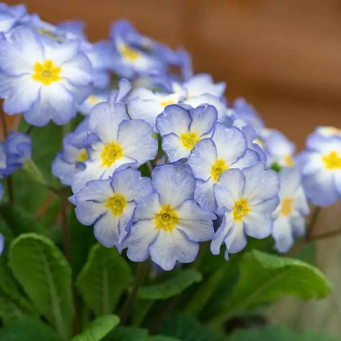 Primula Porcelain Blue | 2L Pot 3 Primula Porcelain Blue | 2L Pot