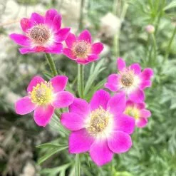 Anemone Multifida Rubra | 2L Pot