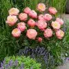 Paeonia Pink Hawaiian Coral | 4L Pot -Perennial Plants Sales Store PL30005969 38db