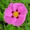 Cistus × Purpureus | 7.5L Pot