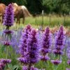 Agastache Blue Boa (PBR) | 2L Pot -Perennial Plants Sales Store PL30005975 fd60