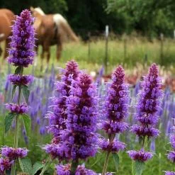 Agastache Blue Boa (PBR) | 2L Pot
