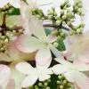 Viburnum Plicatum F. Tomentosum Kilimanjaro Sunrise ('Jww5') (PBR) | 7.5L Pot -Perennial Plants Sales Store PL30005979 bfb4