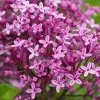 Syringa Bloomerang Dark Purple ('Smsjbp7') (PBR) | 12L Pot -Perennial Plants Sales Store PL30006054 4253