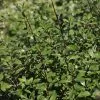 Pittosporum Tenuifolium | 2 Litre Pot -Perennial Plants Sales Store PL30006305 d06f