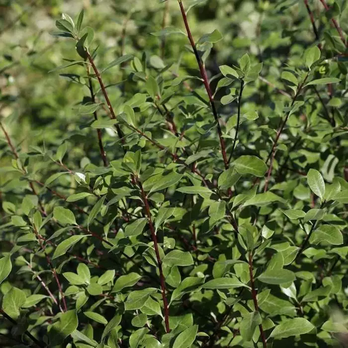 Pittosporum Tenuifolium | 2 Litre Pot 3 Pittosporum Tenuifolium | 2 Litre Pot