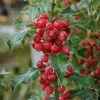 Ilex Aquifolium Alaska | 2 Litre Pot -Perennial Plants Sales Store PL30006307 2c56