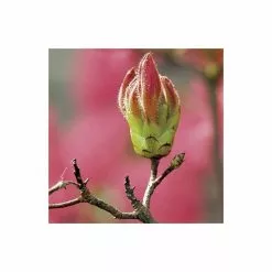 2ft Deciduous Azalea 'Homebush' | 5L Pot -Perennial Plants Sales Store PL301205L add image 3 2a1c