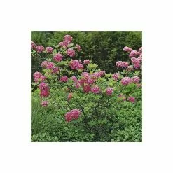2ft Deciduous Azalea 'Homebush' | 5L Pot -Perennial Plants Sales Store PL301205L add image 4 e680