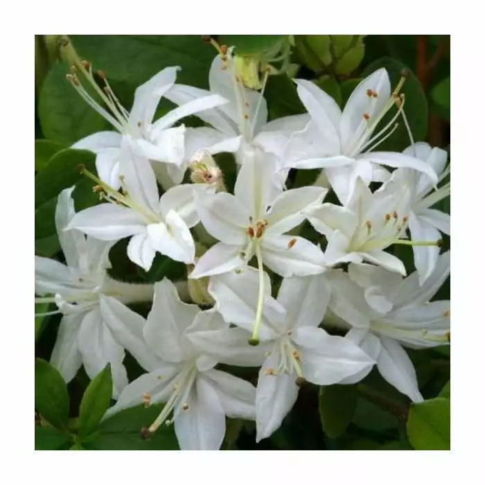 2ft Deciduous Azalea 'Viscosum' | 5L Pot 3 2ft Deciduous Azalea 'Viscosum' | 5L Pot