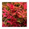40cm Nandina 'Gulf Stream' | Heavenly Bamboo | 9L Pot -Perennial Plants Sales Store PL3023 main image 139c