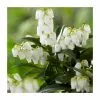 40cm Pieris Forest Flame | 2 Litre Pot -Perennial Plants Sales Store PL38113 main image 9cdc