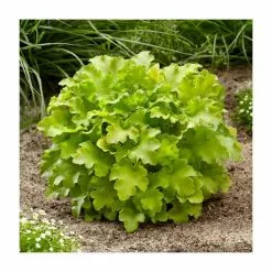 30cm Heuchera 'Lime Marmalade' | 3L Pot