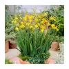 Crocosmia 'George Davidson' | 2L Pot -Perennial Plants Sales Store PL38374 main 542e