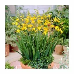 Crocosmia 'George Davidson' | 2L Pot