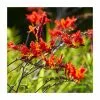 Crocosmia 'Lucifer' 2L Pot -Perennial Plants Sales Store PL38375 main 6b92