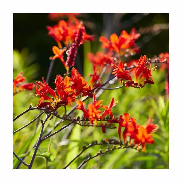 Crocosmia 'Lucifer' 2L Pot 3 Crocosmia 'Lucifer' 2L Pot
