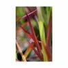 Japanese Blood Grass | Imperata Cylindrica 'Red Baron' | 2L -Perennial Plants Sales Store PL41038 main 8100