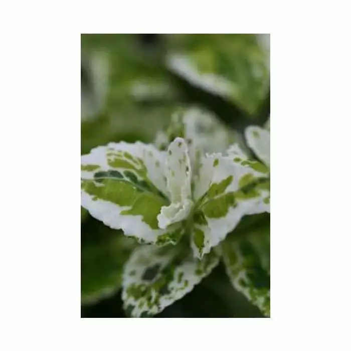 Spindle 'Harlequin' | Euonymus Fortunei 'Harlequin' | 2L 3 Spindle 'Harlequin' | Euonymus Fortunei 'Harlequin' | 2L