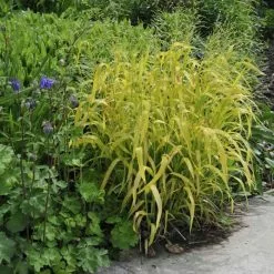 Bowles's Golden Grass | Milium Effusum 'Aureum' | 2L Pot