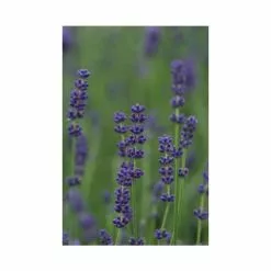 English Lavender 'Hidcote' | Lavandula Angustifolia 'Hidcote' | 2L Pot