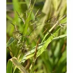 Hakonechloa Macra SunFlare | 2L Pot