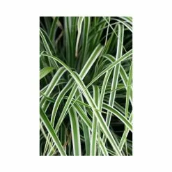 Japanese Sedge 'Everest' | Carex Oshimensis Everest 'Fiwhite' | 2L Pot
