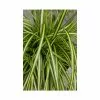 Japanese Sedge 'Eversheen' | Carex Oshimensis 'Eversheen' | 2L Pot -Perennial Plants Sales Store PL411000 main ec71