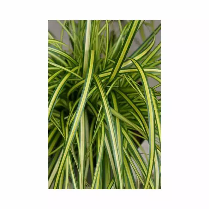 Japanese Sedge 'Eversheen' | Carex Oshimensis 'Eversheen' | 2L Pot 3 Japanese Sedge 'Eversheen' | Carex Oshimensis 'Eversheen' | 2L Pot