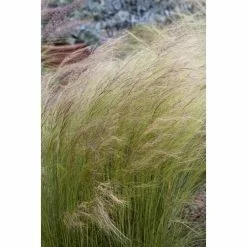 Mexican Feather Grass | Stipa Tenuissima | 2L Pot