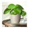 20-30cm Peperomia Polybotrya 'Raindrop' | Radiator Plant | 12cm Pot 1 20-30cm Peperomia Polybotrya 'Raindrop' | Radiator Plant | 12cm Pot -Perennial Plants Sales Store PL50160 main image ee27